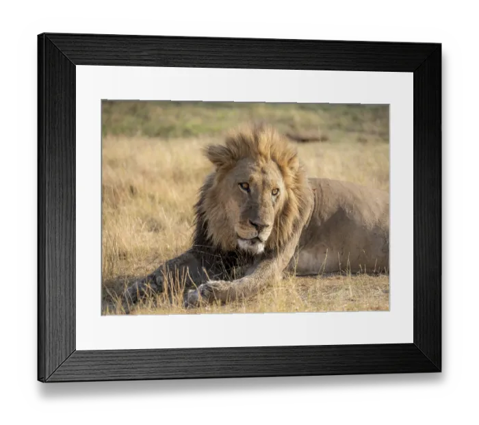 Framed Print : Lion (Panthera leo), adult male