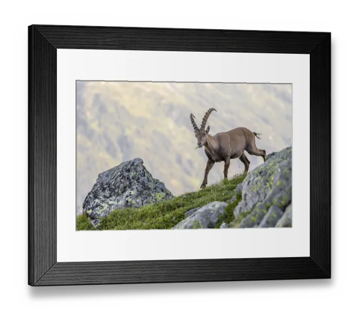 Framed Print : Alpine ibex (Capra ibex), adult male