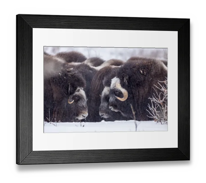 Framed Print : Musk oxen (Ovibos moschatus), herd in a snowstorm