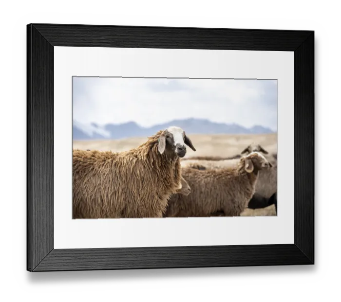 Framed Print : Flock of sheep, brown sheep, Tian Shan Framed Print : Flock of sheep, brown sheep, Tian Shan