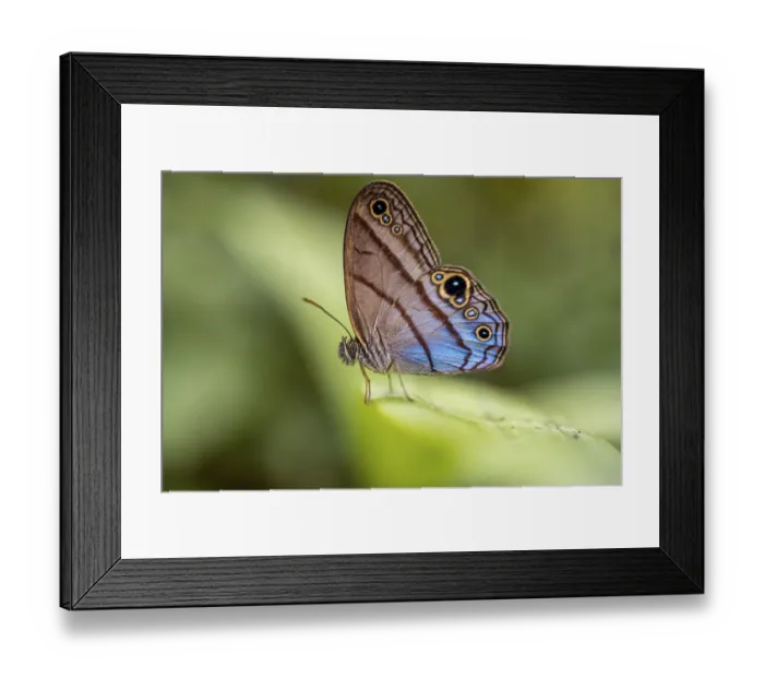 Framed Print : Westwood's satyr (Euptychia westwoodi) butterfly sitting on a leaf