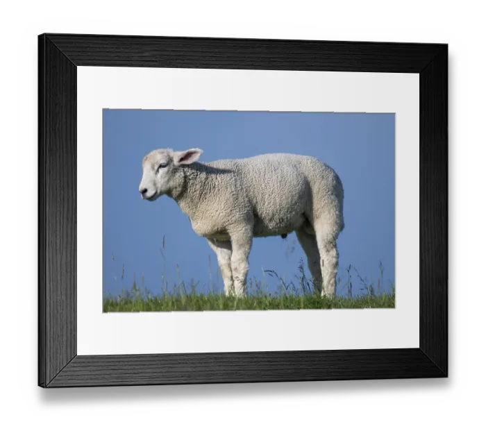 Framed Print : Lamb on the dyke, Hauke-Haien-Koog Framed Print : Lamb on the dyke, Hauke-Haien-Koog