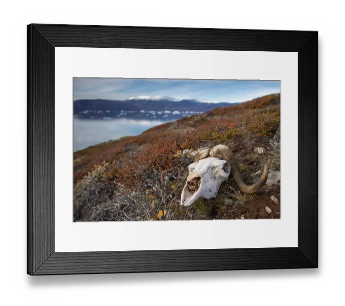 Framed Print : Bleached skull of a musk ox in autumnal arctic landscape Framed Print : Bleached skull of a musk ox in autumnal arctic landscape
