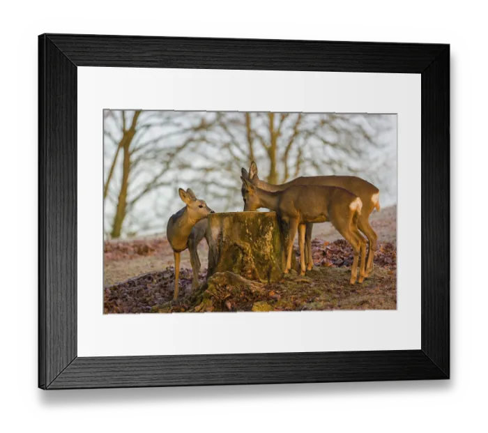 Framed Print : A female roe deer (Capreolus capreolus) and her two fawns nibbling moss from a tree stump at sunrise