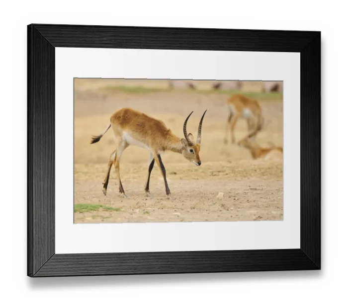 Framed Print : Southern lechwe (Kobus leche) in the dessert