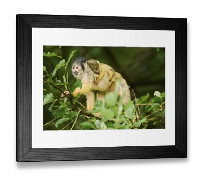 Framed Print : Common squirrel monkey (Saimiri sciureus) mother with her youngster