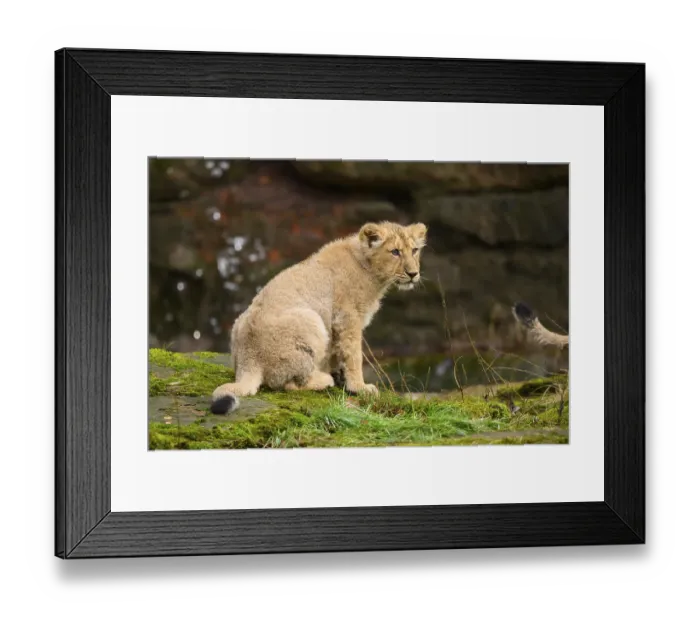 Framed Print : Asiatic lion (Panthera leo persica) cub sitting at a waterhole