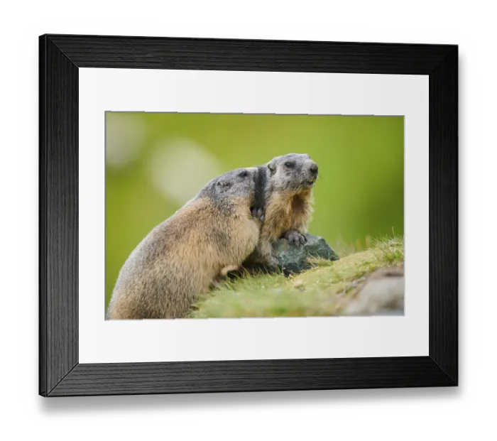 Framed Print : Alpine marmots (Marmota marmota) on a rock in summer