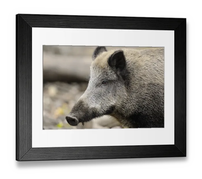 Framed Print : Close-up of a wild boar showing its distinctive facial features