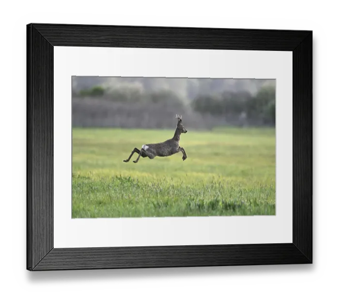 Framed Print : Roe deer (Capreolus capreolus) Framed Print : Roe deer (Capreolus capreolus)