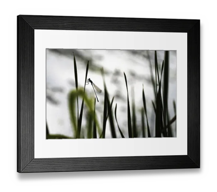 Framed Print : Silhouette of a dragonfly on a blade of grass in front of a calm Framed Print : Silhouette of a dragonfly on a blade of grass in front of a calm