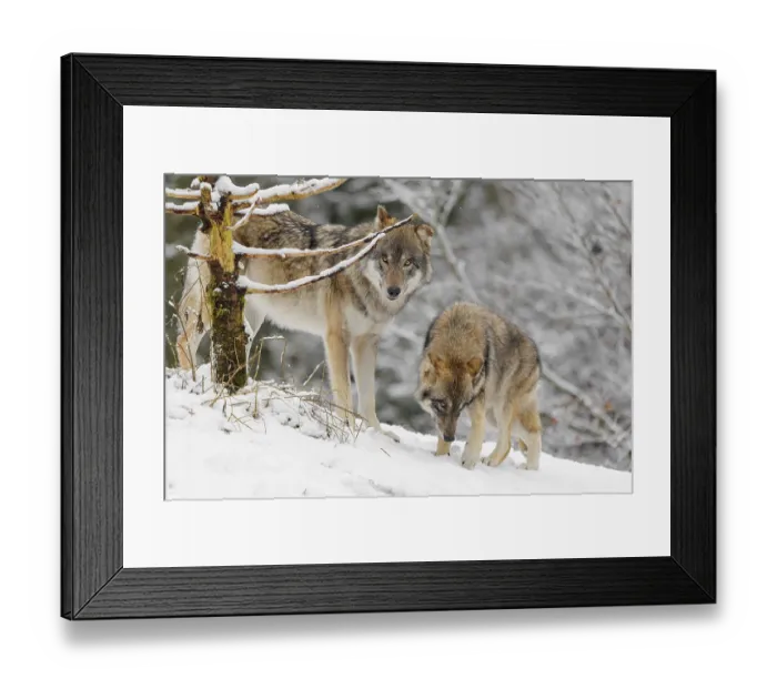 Framed Print : An adult male grey wolves (Canis lupus lupus) and a young one stand behind a dead tree on a snow-covered hill on a cold Framed Print : An adult male grey wolves (Canis lupus lupus) and a young one stand behind a dead tree on a snow-covered hill on a cold