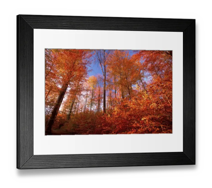 Framed Print : Beech forest in autumn, Lower Saxony (Fagus sylvatica)