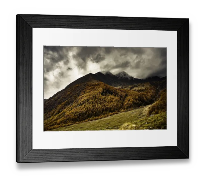 Framed Print : Autumn larch (Larix) forest in mountain landscape