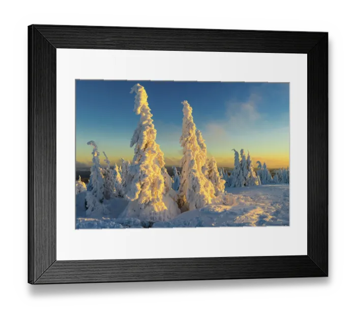 Framed Print : Snowy Spruces (Picea) on the Brocken at sunset