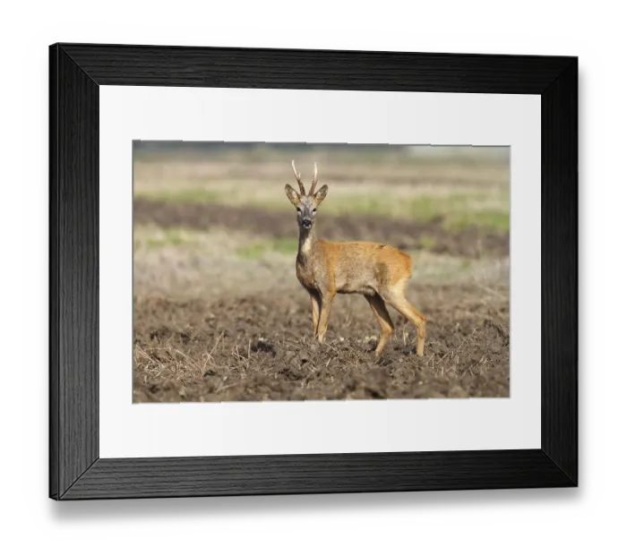 Framed Print : European or Western Roe Deer (Capreolus capreolus) Framed Print : European or Western Roe Deer (Capreolus capreolus)