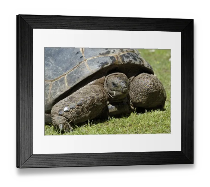 Framed Print : Giant Tortoise (Geochelone gigantea) Framed Print : Giant Tortoise (Geochelone gigantea)