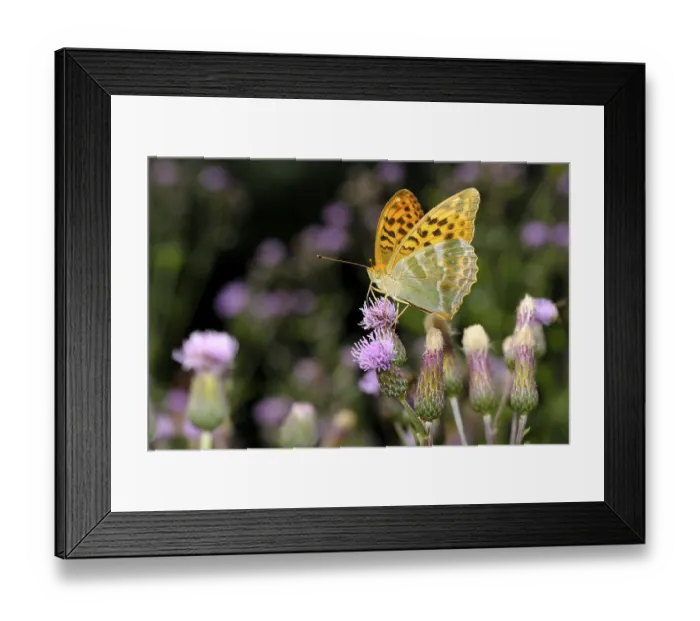 Framed Print : Silver-washed Fritillary (Argynnis paphia) Framed Print : Silver-washed Fritillary (Argynnis paphia)
