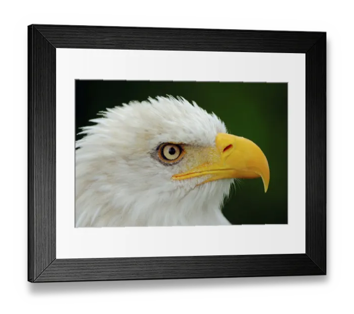 Framed Print : Bald eagle (Haliaeetus leucocephalus)