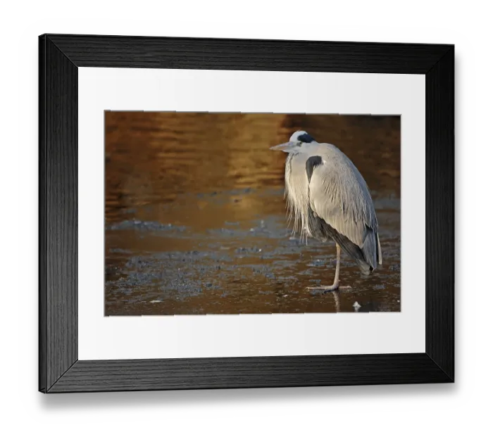 Framed Print : Grey Heron (Ardea cinerea) standing on ice in winter