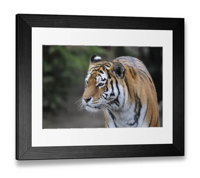 Framed Print : Siberian tiger, Amur tiger (Panthera tigris altaica) Framed Print : Siberian tiger, Amur tiger (Panthera tigris altaica)