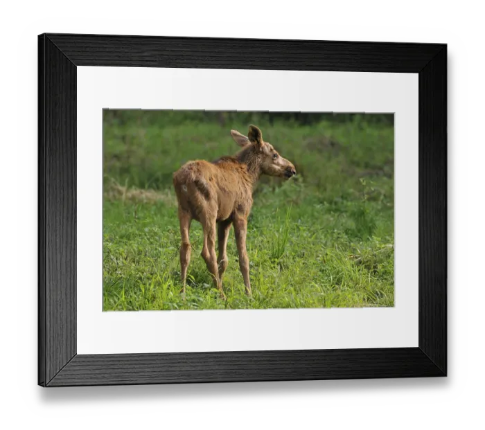 Framed Print : Moose or Eurasian Elk (Alces alces)