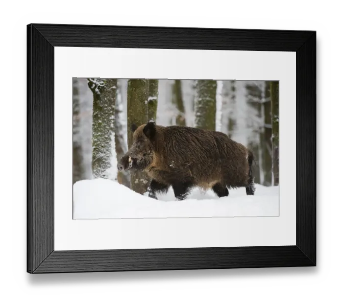Framed Print : Wild boar (Sus scrofa) in the snow