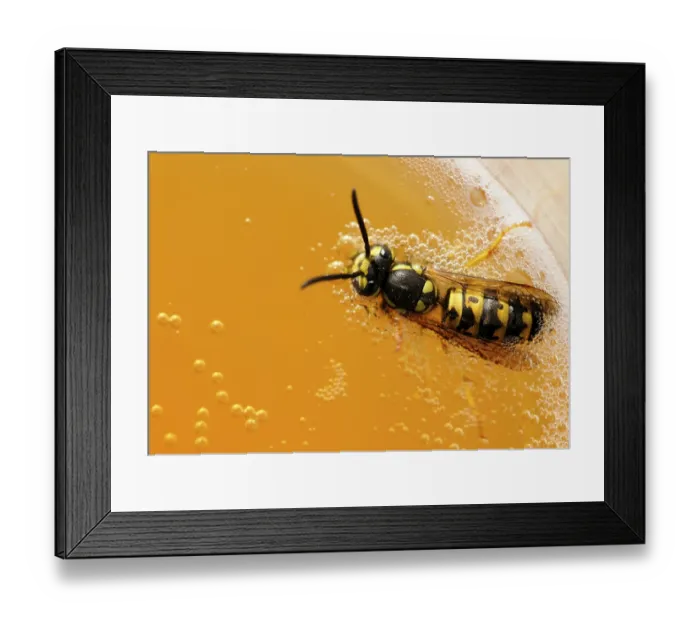 Framed Print : German wasp (Vespula germanica) floating in lemonade Framed Print : German wasp (Vespula germanica) floating in lemonade