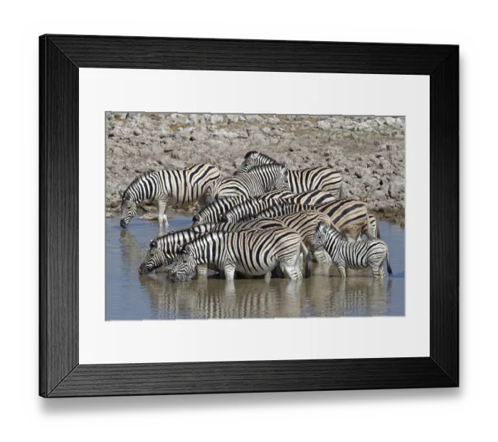 Framed Print : Herd of Burchell's zebras (Equus quagga burchellii) with two zebra foals