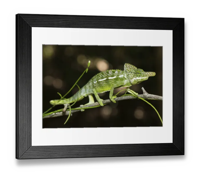 Framed Print : Labord's chameleon (Furcifer labordi)
