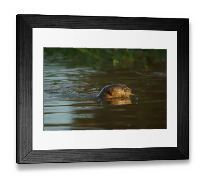 Framed Print : Giant otter (Pteronura brasiliensis) swimming in water