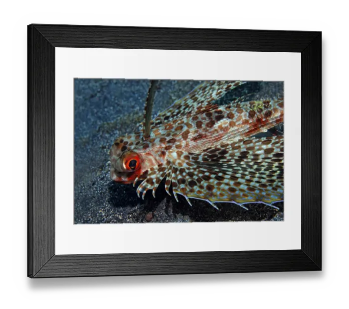 Framed Print : Flying gurnard (Dactyloptena orientalis) swimming above sand bottom with spread out pectoral fins