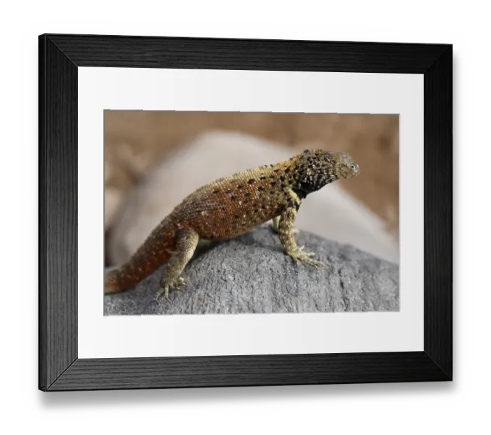 Framed Print : Lava Lizard (Microlophus delanolis) Framed Print : Lava Lizard (Microlophus delanolis)