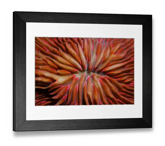 Framed Print : Fungia Coral (Fungia sp.), detail