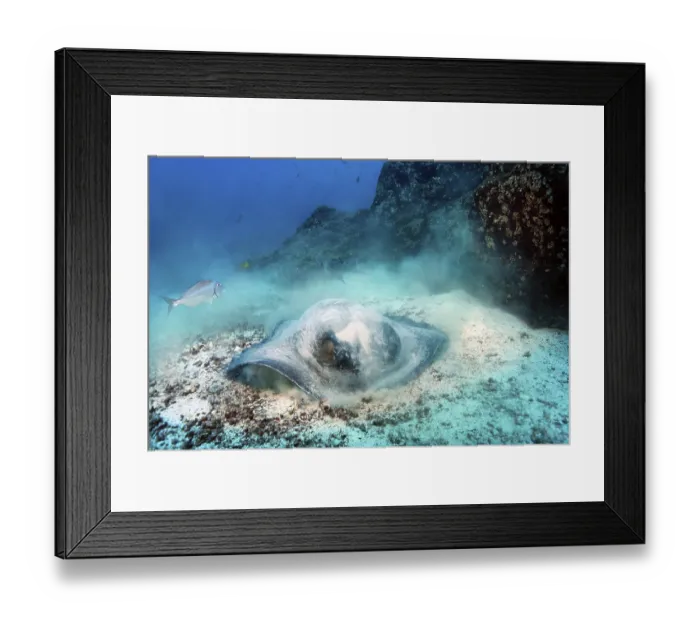 Framed Print : Diamond stingray (Dasyatis brevis)