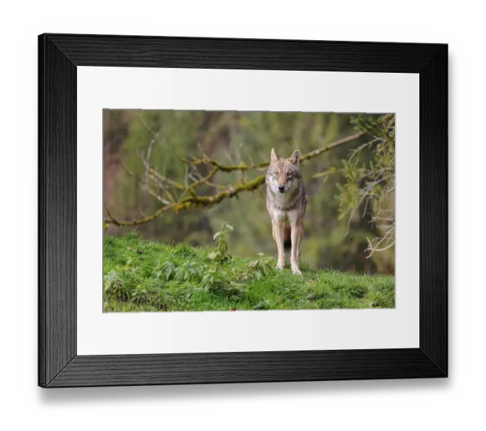 Framed Print : A female eurasian grey wolf (Canis lupus lupus) stands on green meadow on top of a hill