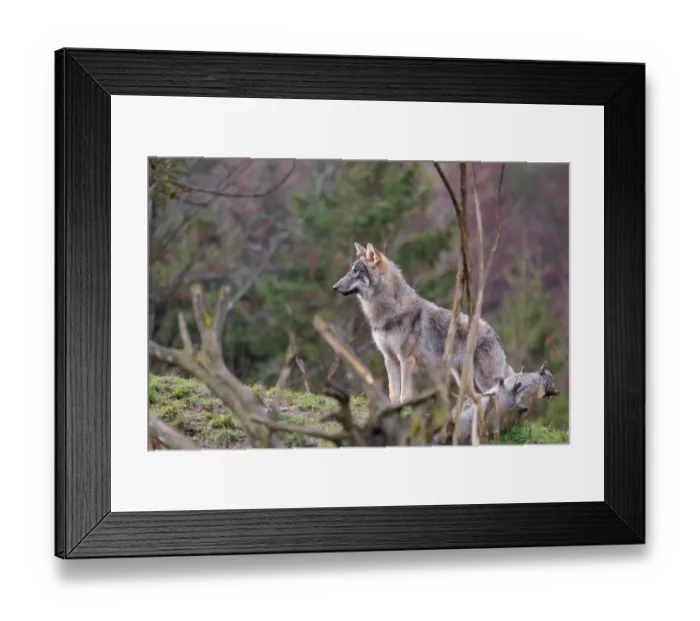 Framed Print : A young grey wolf (Canis lupus lupus) stands in a meadow behind a dead tree on a hill