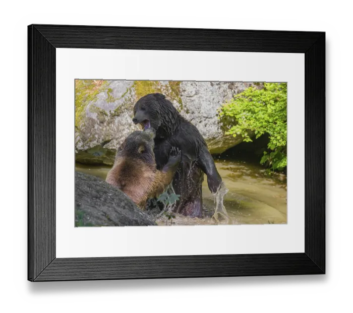 Framed Print : A Eurasian brown bear (Ursus arctos arctos) sow fighting with a big male in a pond