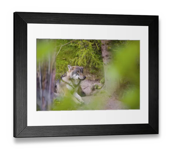 Framed Print : A eurasian gray wolf (Canis lupus lupus) rests under a spruce tree