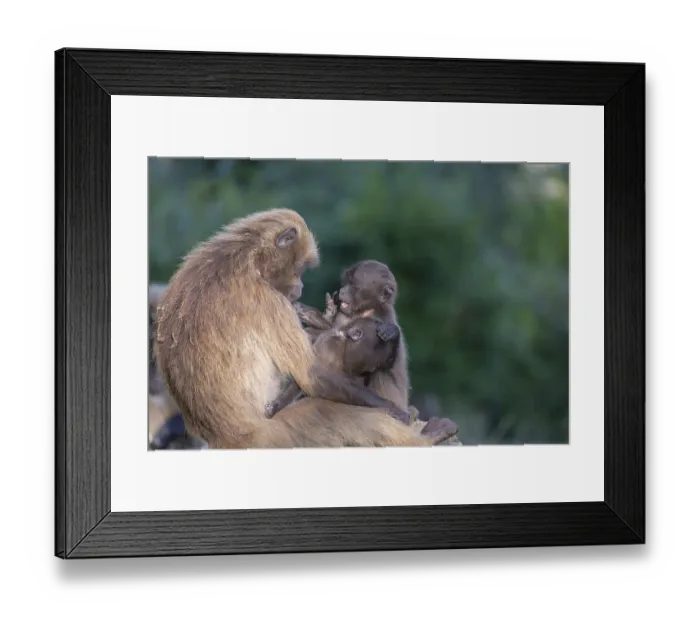 Framed Print : One female with 2 baby Gelada (Theropithecus gelada)