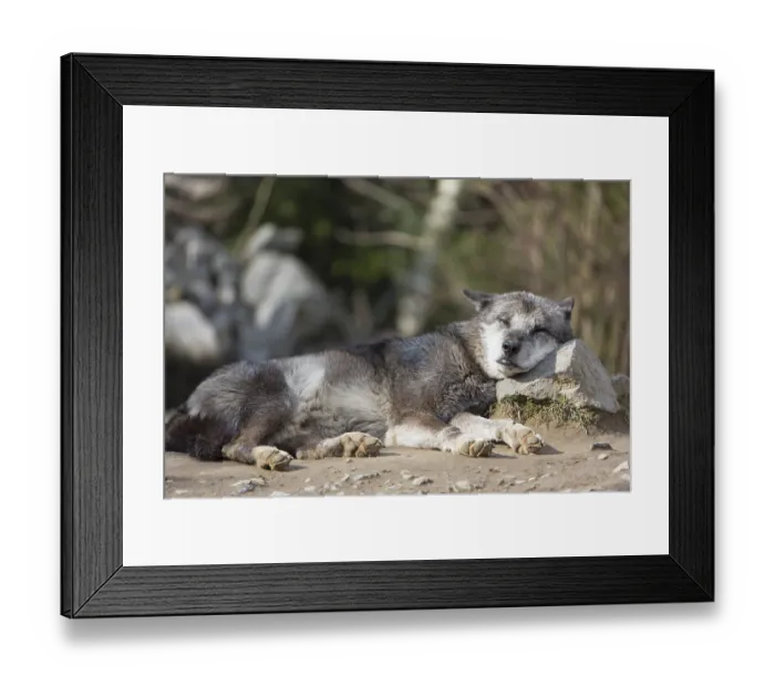 Framed Print : One Northern Timber wolf (Canis lupus occidentalis) Framed Print : One Northern Timber wolf (Canis lupus occidentalis)