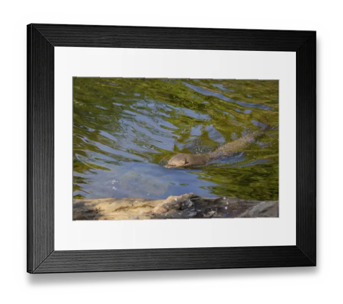 Framed Print : One giant otter or giant river otter (Pteronura brasiliensis) swimming in a river