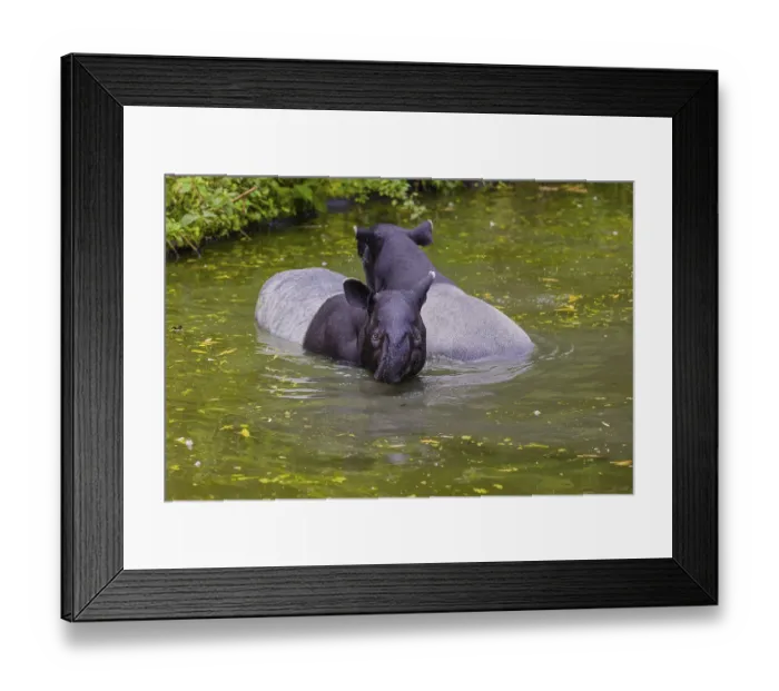Framed Print : Two Malayan tapir (Acrocodia indica) Framed Print : Two Malayan tapir (Acrocodia indica)