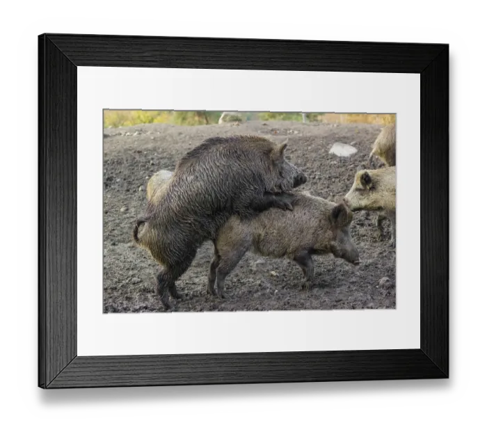 Framed Print : Two wild boar or wild pig (Sus scrofa)