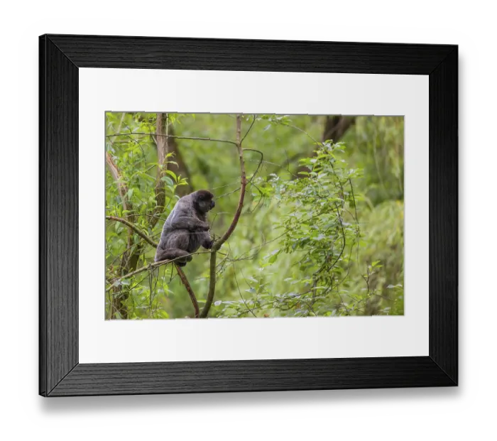 Framed Print : A common woolly monkey, brown woolly monkey Framed Print : A common woolly monkey, brown woolly monkey