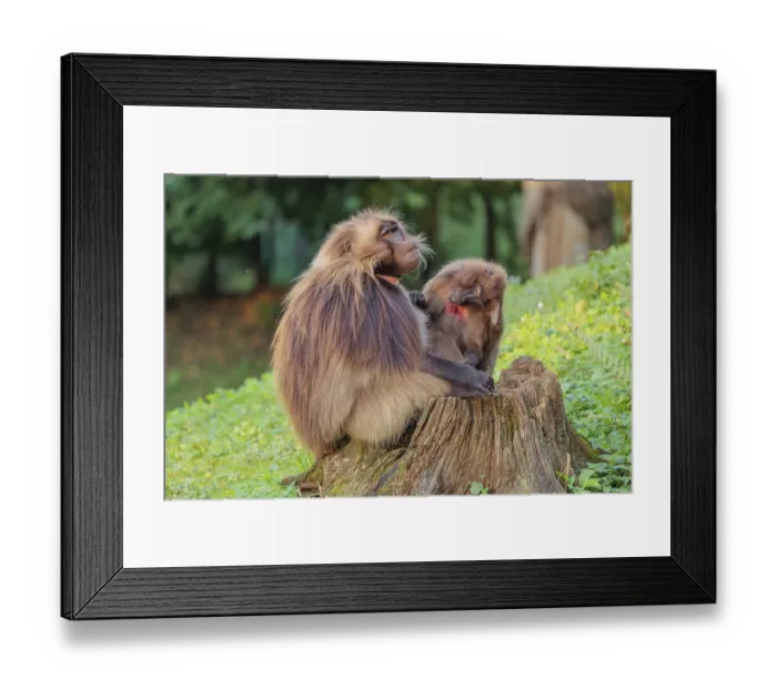 Framed Print : A male and a female Gelada (Theropithecus gelada)