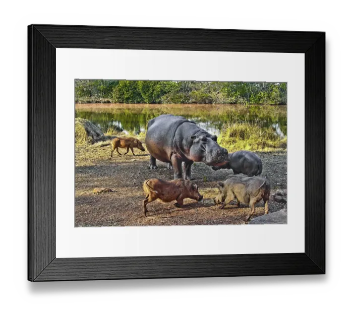 Framed Print : Hippo feeding with warthogs, Hippo Lodge at Mlilwane Wildlife Sanctuary