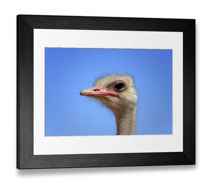 Framed Print : Ostrich or Common Ostrich (Struthio camelus australis)