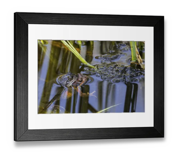 Framed Print : European common frog (Rana temporaria)