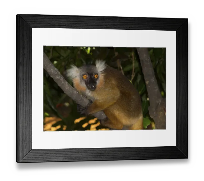 Framed Print : Black lemur (Eulemur macaco), female Framed Print : Black lemur (Eulemur macaco), female